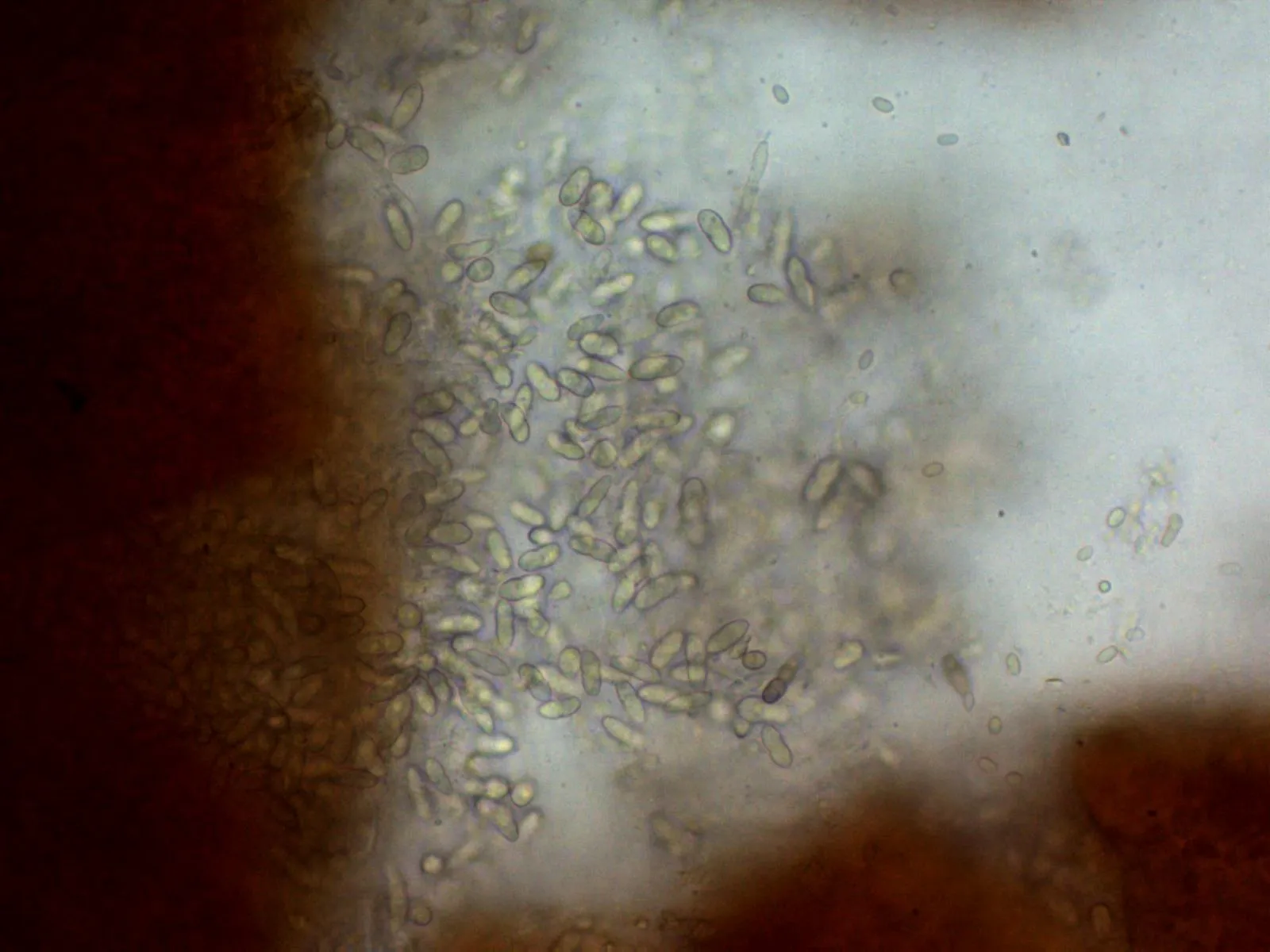 Microscopía de Nectria pseudocinnabarina - 10 - Conidios agua x 400